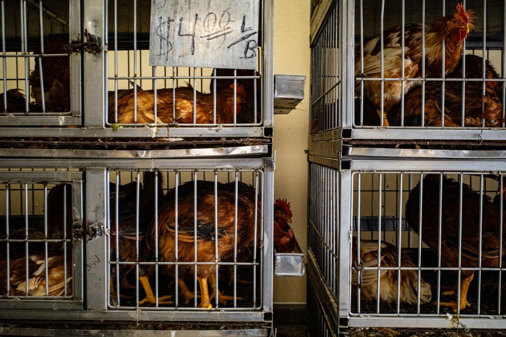 Bird flu forced 30M chickens to be culled across nine states so far ...