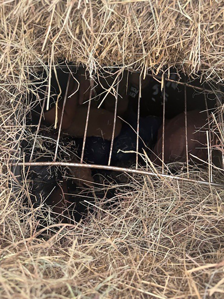 Texas sheriff discovers a dozen migrants hidden inside hay bales during