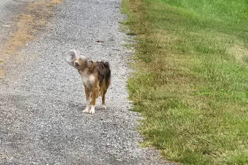 Dog named ‘Dallas Cheddar’ rescued after spending days with head stuck