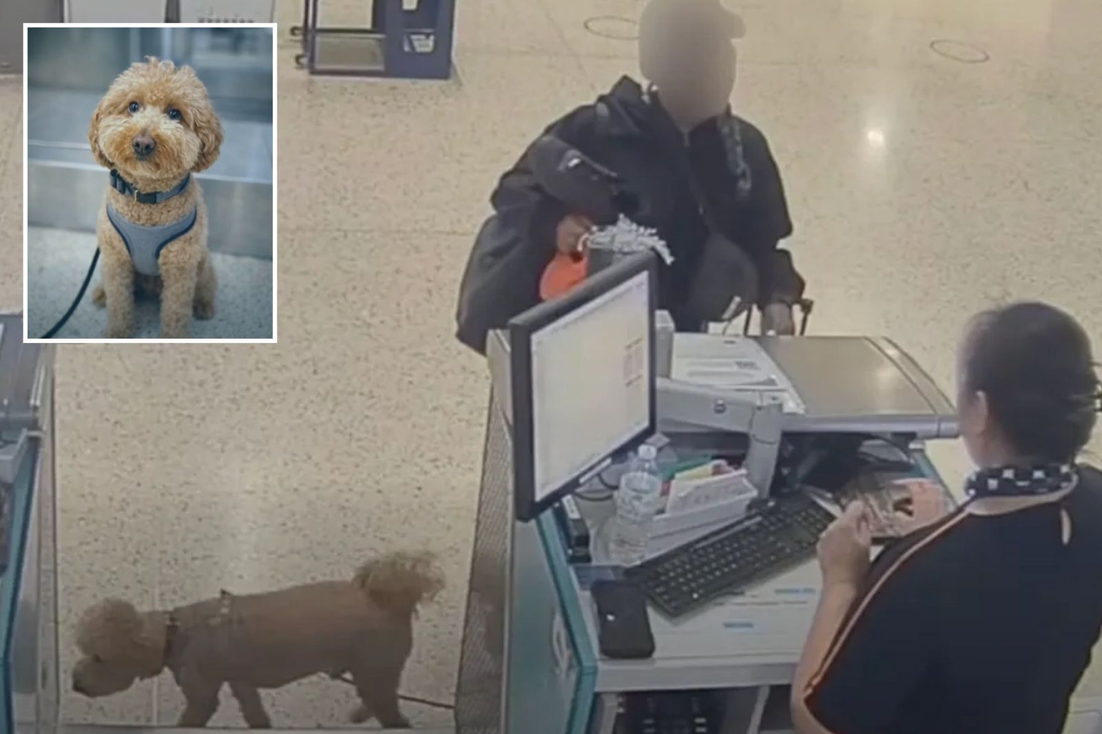 Brainless Vegas traveler who abandoned adorable dog at airport to catch ...